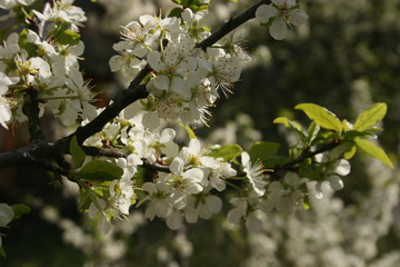 an incredible flowering of trees in the spring garden