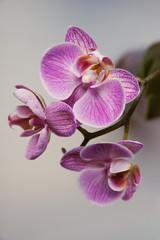 Fototapeta na wymiar Lilac flowers orchids with purple veins close up on a light background vertical