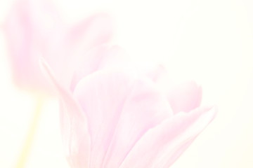 Fototapeta na wymiar Single pink tulips on a white.