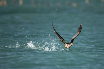 Fototapeta premium Great Cormorant takeoff