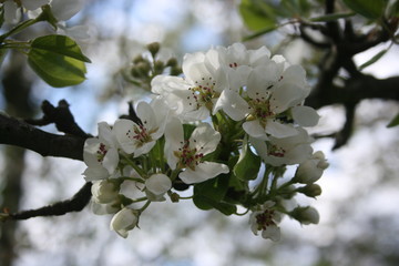 an incredible flowering of trees in the spring garden