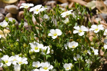 Białe kwiaty wiosną