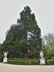 Stunning giant sequoia trees