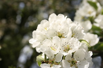 an incredible flowering of trees in the spring garden