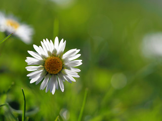 Gänseblümchen,Nahaufnahme einer Blüte im Gegenlicht