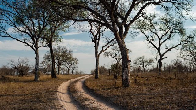 Static late afternoon timelapse in African bush game reserve of two-track gravel road for game drives on safari, landscape and Marula (Sclerocarya birrea) trees, dry season showing new growth.