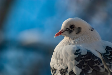 pigeon winter