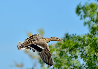 pato en vuelo con arboles y cielo azul Ánade azulón (Anas platyrhynchos) Marbella Andalucía España