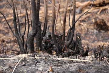 Effects of grass fire on soils. Charred grass after a spring fire. Black surface of the rural field with a burned grass. Consequences of arson and stubble burning. Aftermath of Natural Disasters.