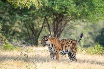 Fototapeta na wymiar Wild tiger in monsoon season safari with tail up and green background at ranthambore national park or tiger reserve, sawai madhopur, rajasthan, india - panthera tigris tigris