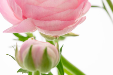 Obraz premium The Buttercup flower is bright in color, similar to the thousand-petal petals of lotus