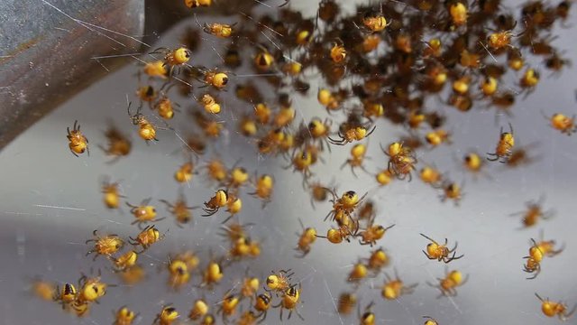 Newly hatched baby Araneus diadematus garden spiders