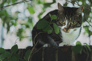 Beautiful bengal and siberian breed female looking down from a garden wall