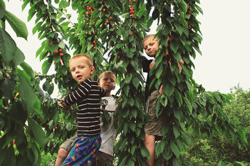 Little boys eat ripe red cherries on a tree.