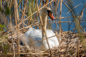 a white swan sits brooding in its nest in fine weather