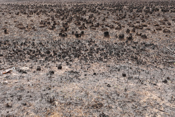 Effects of grass fire on soils. Charred grass after a spring fire. Black surface of the rural field with a burned grass. Consequences of arson and stubble burning. Aftermath of Natural Disasters.