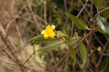 Yellow Flowers outdoors