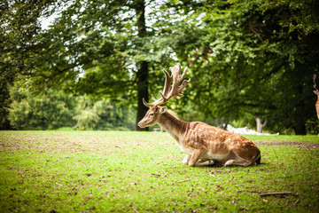 European folk deer in beautiful light and forest surrounding