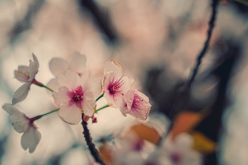 cherry blossom tree, spring pink flowers