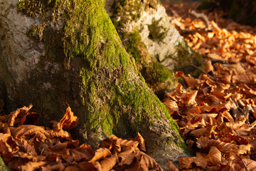 Tree trunk covered in moss  in an autumn foliage with copper leaves, Sfanta Ana, Romania
