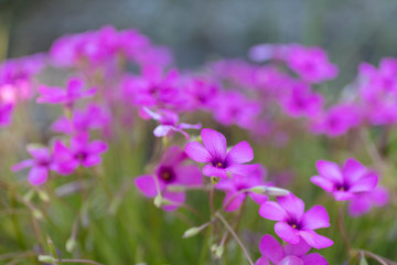 Fototapeta na wymiar Group of beautiful little purple or pink flowers