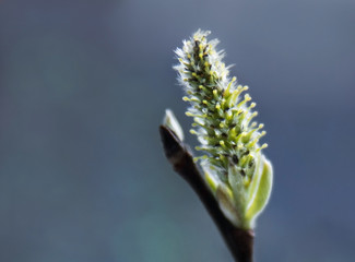 An open willow Bud on a branch in close-up on a monochrome background. Macrophotography
