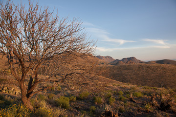 Desert Landscape under a blue sky