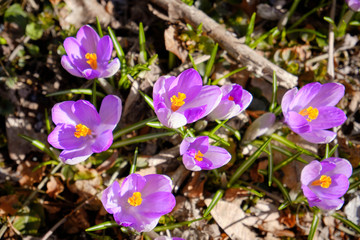 Small purple crocus blooming viewed from above in early spring through dead leaves