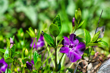 cDarts blue flower and a small bug, Vinca minor Atropurpurea