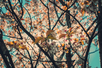 cherry blossom tree, spring pink flowers