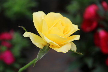 Beautiful yellow rose flower with open petals and green stem