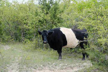 Belted Galloway steer on rural cow farm during spring.