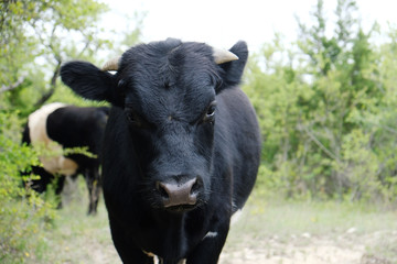 Close up of black bull calf on cow farm during spring season.