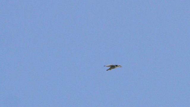Peregrine falcon (Falco peregrinus) flying against blue sky, Exeter, Devon, UK