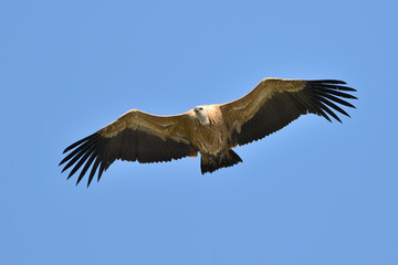 buitre leonado volando con un cielo azul (gyps fulvus) Casares Andalucía España 