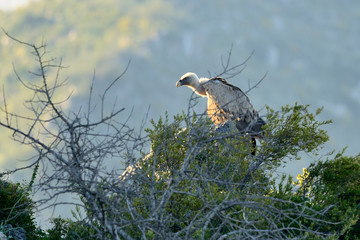 buitre leonado posado sobre un árbol en el monte (gyps fulvus) Casares Andalucía España 