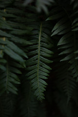 Fern branch in the forest with moody vibes