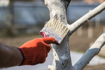 Spring work in the garden. Whitewashing of trees in spring. The young tree is white washed. Farmer covering the tree with white paint to protect against rodents. Gardening. Care tree after winter.
