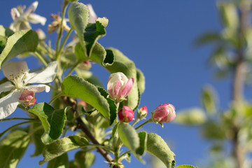 Flowers of apple on the tree