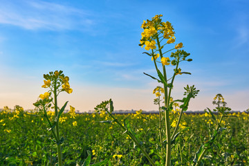 blooming yellow rapeseed against blue sky at sunset close-up in spring