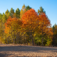 Beautiful autumn landscape of Roztocze region in Poland