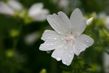 Obraz na płótnie Canvas white flower with water drops