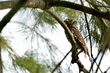 mochuelo europeo descansando en la rama de un árbol (Athene noctua) Marbella Andalucía España