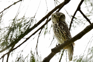 mochuelo europeo descansando en la rama de un árbol  (Athene noctua) Marbella Andalucía España