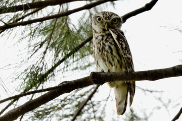 mochuelo europeo descansando en una rama de un árbol  (Athene noctua) Marbella Andalucía España