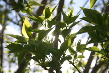 a green leaf of tree with rays of the sun in the garden
