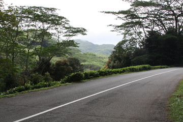 road in the woods