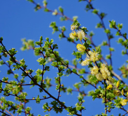 Tree branches in the wind