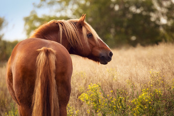 Rückenblick Schwarzwälder