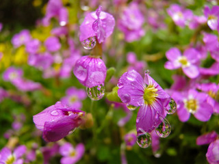 fioletowe kwiaty w deszczu